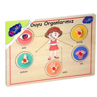 Ahşap Tutmalı Puzzle - Organlar